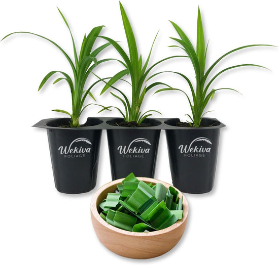 Pandan Plant - Live Starter Plants - Pandanus Amaryllifolius