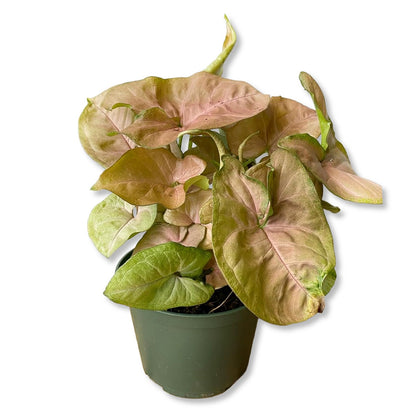 Syngonium Strawberry Cream - 1 Live Plant in a 4 Inch Growers Pot - Syngonium - Beautiful Vibrant Colorful Foliage Indoor Houseplant