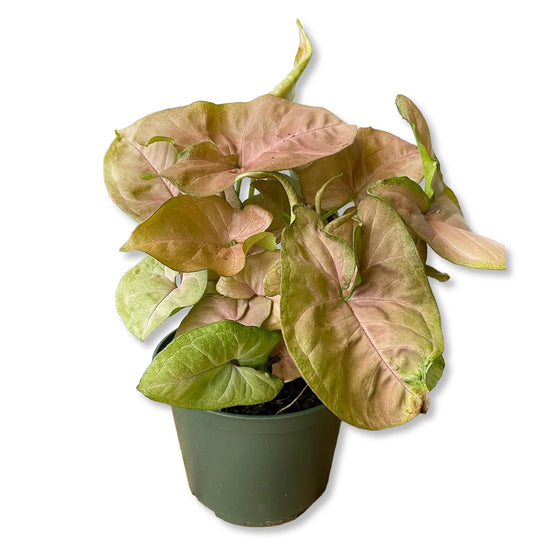 Syngonium Strawberry Cream - 1 Live Plant in a 4 Inch Growers Pot - Syngonium - Beautiful Vibrant Colorful Foliage Indoor Houseplant