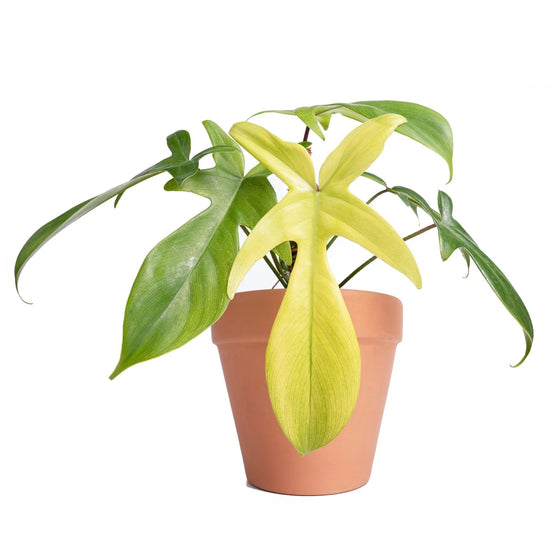 Florida Ghost Philodendron - 1 Live Plant in a 4 Inch Pot - Philodendron Pedatum - Elegant Vining Indoor Houseplant