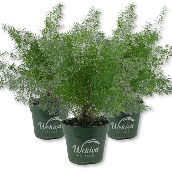 Foxtail Fern - Live Plants - 4 Inch Pot - Asparagus Myersii