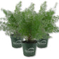 Foxtail Fern - Live Plants - 4 Inch Pot - Asparagus Myersii