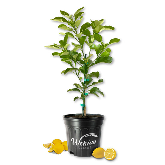 Meyer Lemon Tree - Live Plants in 2 Gallon Pots - Florida Only - Fruit Bearing Citrus for Patio and Garden