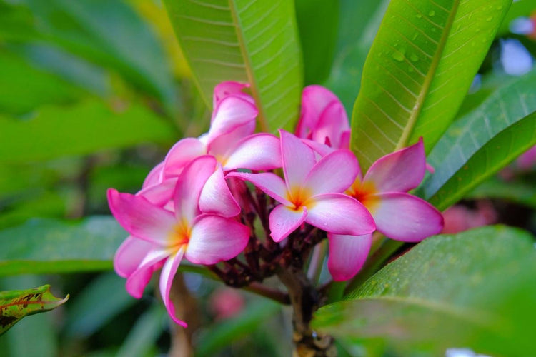 plumeria plant indoor Plumeria Tree - Frangipani - Live Plants in 3 Gallon Grower's Pots