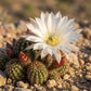 Easter Lily Cactus - Live Starter Plants - Echinopsis Ancistrophora - Beautiful Compact Textured Houseplant