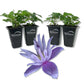 Clematis Alpina Blue Dancer - Live Starter Plants in 2 Inch Growers Pots - Starter Plants Ready for The Garden - Rare Clematis for Collectors