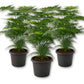 Plumosa Fern - Live Starter Plants - Asparagus Setaceus