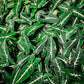 Syngonium Black Velvet - Live Plant in a 4 Inch Pot - Syngonium Wendlandii - Stunning Houseplant with Unique Foliage - The Perfect Air Purifying Houseplant Companion