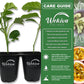 Giant Granadilla Passion Fruit Plant - 1 Live Plant in a 4 Inch Growers Pot - Passiflora Quadrangularis - Edible Fruit Bearing Vine for The Patio and Garden