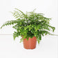 Austral Gem Fern - Live Plant in a 6 Inch Pot - Asplenium Parvati - Rare and Exotic Ferns from Florida