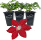 Clematis Rebecca - Live Starter Plants in 2 Inch Growers Pots - Starter Plants Ready for The Garden - Rare Clematis for Collectors