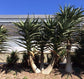 Hercules Aloe Tree - 1 Live Plant in a 4 Inch Growers Pot - Aloidendron &