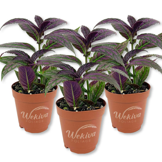 Persian Shield Plant - Live Starter Plants - Strobilanthes Dyerianus