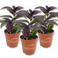 Persian Shield Plant - Live Starter Plants - Strobilanthes Dyerianus