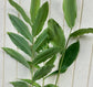 Grains of Paradise - Live Starter Plants in 2 Inch Growers Pots - Aframomum Melegueta - Grow Your Own Edible Garden Spices Herbs