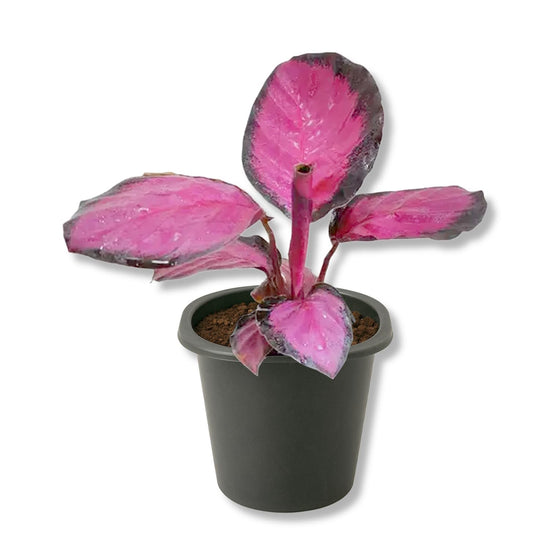 Crimson Calathea - Live Starter Plants - Calathea Picturata - Bold Colorful Vining Tropical Houseplant