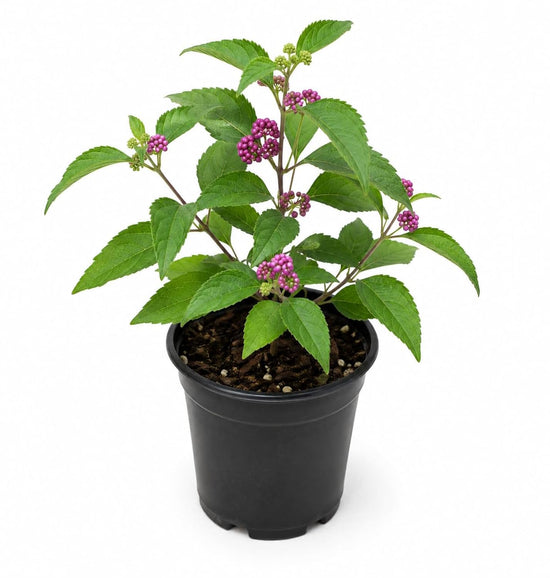 American Beautyberry Bush - 1 Live Plant in a 4 Inch Growers Pot - Callicarpa Americana - Beautiful Edible Colorful Fruit Bearing Shrub