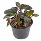 Jewel Orchid Plant - 1 Live Plant in a 4 Inch Growers Pot - Ludisia Discolor - Velvety Dark Foliage Silver Striped Indoor Houseplant