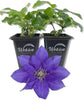 Clematis Olympia - Live Starter Plants in 2 Inch Growers Pots - Starter Plants Ready for The Garden - Rare Clematis for Collectors