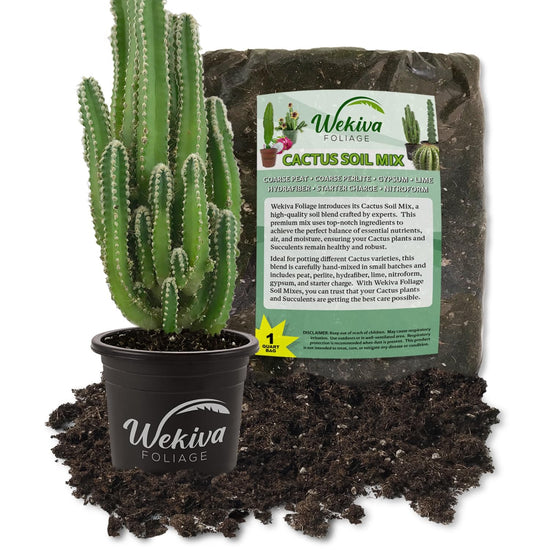 Fairy Castle Cactus and Soil Mix Combo - Live Plant in a 4 Inch Pot with 1 Quart Cactus Soil Mix - Huernia Zebrina with Custom Soil Blend