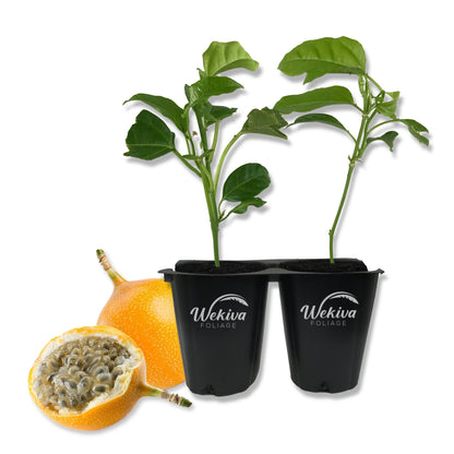 Passion Fruit Plant - 2 Live Tissue Culture Starter Plants - Edible Fruit Bearing Vine for The Patio and Garden