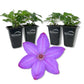 Clematis Elsa Spath - Live Starter Plants in 2 Inch Growers Pots - Starter Plants Ready for The Garden - Beautiful Dark Lavender Flowering Vine