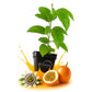 Giant Granadilla Passion Fruit Plant - Live Plants in 3 Inch Growers Pots - Passiflora Quadrangularis - Edible Fruit Bearing Vine for The Patio and Garden