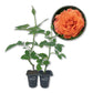 Westerland Rose Bush - Live Starter Plants - Beautiful Landscaping Shrub Rose - Vigorous Fragrant Apricot-Orange Blooms