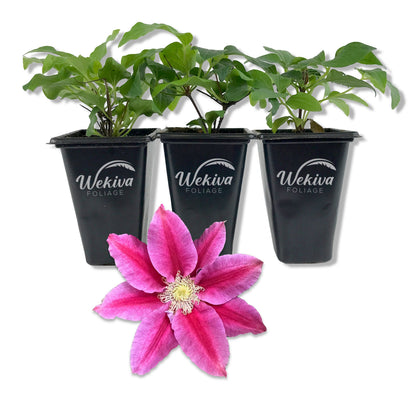Clematis Queen&