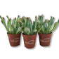 Echeveria Pink Trumpet - Live Starter Plants in 2 Inch Growers Pots- Rare and Colorful Compact Easy Care Succulent