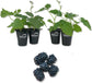 Blackberry Plant - 4 Live Starter Plants - Rubus - Fruit Trees for The Patio and Garden
