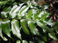 Holly Fern - Live Plant in a 6 Inch Grower&