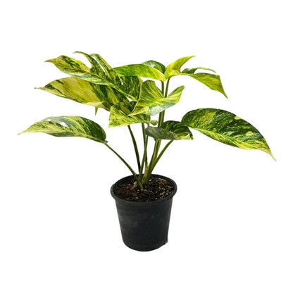 Golden Flame Epipremnum - 1 Live Plant in a 4 Inch Pot - Epipremnum Pinnatum - Extremely Rare Houseplant
