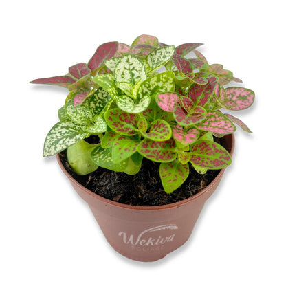 Tricolor Polka Dot Plant - Live Plants in 2 Inch Growers Pots - Hypoestes Phyllostachya - Compact Colorful Tropical Beauty Mosaic Foliage