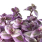 Tradescantia Pink Panther Wandering Jew - 4 Live Plants in 2 Inch Pots - Callisia Repens - Rare and Elegant Indoor Houseplant