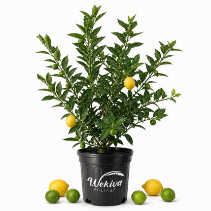 Lemon and Lime Cocktail Tree - Single - 3 Gallon Pot - Citrus - Florida Only
