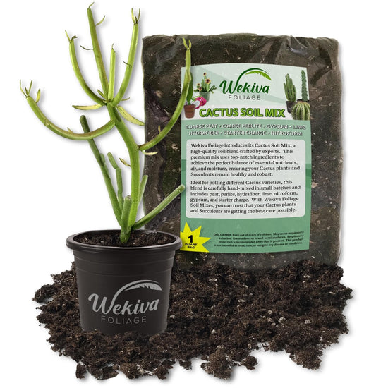 Pencil Cactus and Soil Mix Combo - Live Plant in a 4 Inch Pot with 1 Quart Cactus Soil Mix - Huernia Zebrina with Custom Soil Blend