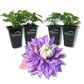 Clematis Diamantina - Live Starter Plants in 2 Inch Growers Pots - Starter Plants Ready for The Garden - Rare Clematis for Collectors