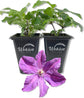 Clematis Etoile Violette - Live Starter Plants in 2 Inch Growers Pots - Starter Plants Ready for The Garden - Rare Clematis for Collectors