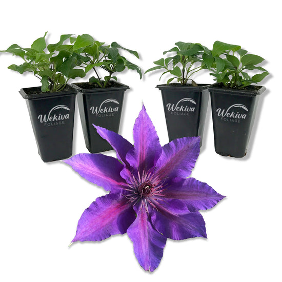 Clematis Edda - Live Starter Plant in a 2 Inch Growers Pot - Starter Plants Ready for The Garden - Rare Clematis for Collectors