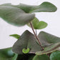 Heart Fern - Live Plant in a 6 Inch Pot - Hemionitis Arifolia - Rare and Exotic Ferns from Florida