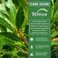 Bay Leaf Plant - Bay Laurel - 1 Live Plant in a 4 Inch Growers Pot - Laurus Nobilis - Edible Spice Tree for Patio and Garden