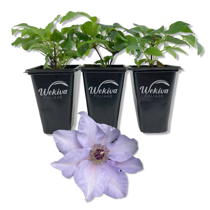 Clematis Eliza - Live Starter Plants - 2 Inch Pot
