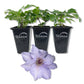 Clematis Eliza - Live Starter Plants - 2 Inch Pot