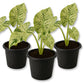 Night Scented Lily Alocasia - Variegated - Live Starter Plants - Alocasia Odora