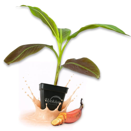 Siam Ruby Banana Tree - Live Plants in 3 Inch Growers Pots - Musa Acuminata - Stunning Foliage Nonedible Ornamental Tree for The Patio and Garden