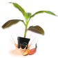 Siam Ruby Banana Tree - Live Plants in 3 Inch Growers Pots - Musa Acuminata - Stunning Foliage Nonedible Ornamental Tree for The Patio and Garden