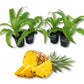 Pineapple Plant - 4 Live Starter Plants - Ananas Comosus - Edible and Fruit Bearing for Patio and Garden