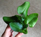 Heart Fern - Live Plants in 4 Inch Grower&