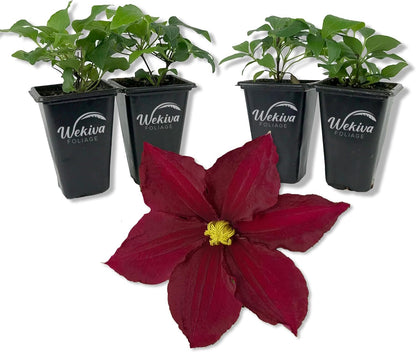 Clematis Rosemoor - Live Starter Plants in 2 Inch Growers Pots - Starter Plants Ready for The Garden - Rare Clematis for Collectors